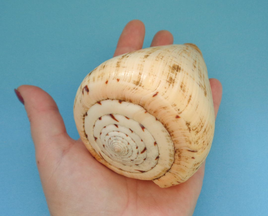 Vintage Large Cone Shell - Etsy