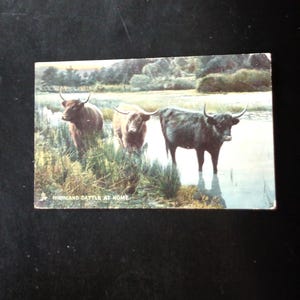 Cartolina antica del 1909 - Highland Cattle - Scritta a mano e spedita