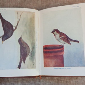 Birds by M.K.C Scott HB 'As Shown' Series Circa 1930s 48 Coloured Plates image 4