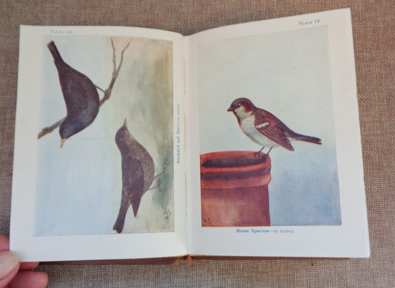 Birds by M.K.C Scott HB 'As Shown' Series Circa 1930s 48 Coloured Plates image 4