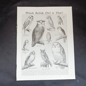 May include: A black and white print titled "Which British Owl is That?" featuring illustrations of various owl species, including the Tawny, Eagle, and Snowy Owl. The print includes text identifying each owl.