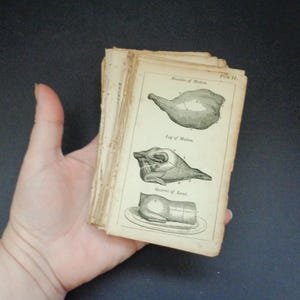 50 páginas antiguas de cocina y tareas domésticas de alrededor de 1880: precioso tono envejecido