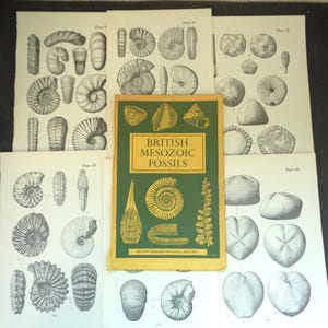 May include: A green and yellow book titled British Mesozoic Fossils with gold text and illustrations of fossils, surrounded by five white pages featuring black and white scientific line drawings of various fossilised specimens.