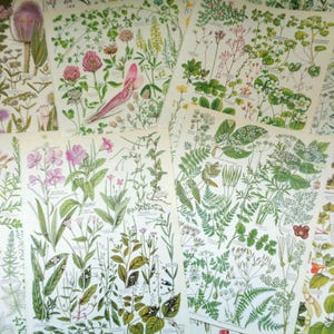 Puede incluir: Una colección de grabados botánicos antiguos con ilustraciones detalladas de diversas plantas y flores. Los grabados muestran una gama de colores, incluyendo verde, rosa y púrpura, con etiquetas científicas. Los grabados están dispuestos sobre una superficie clara.