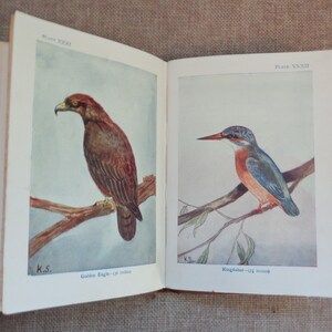Birds by M.K.C Scott HB 'As Shown' Series Circa 1930s 48 Coloured Plates image 6