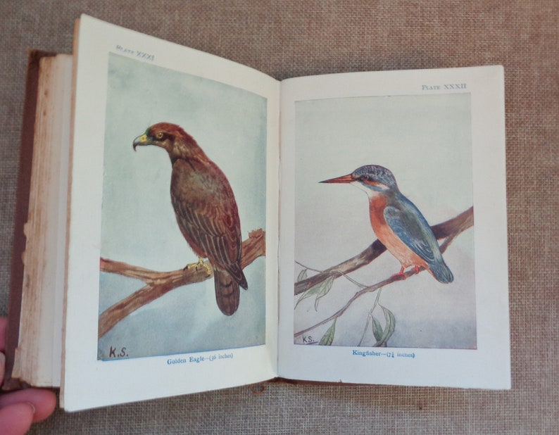 Birds by M.K.C Scott HB 'As Shown' Series Circa 1930s 48 Coloured Plates image 6
