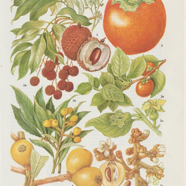Vintage Coloured Botanical Print - Chinese and Japanese Fruits - Ideal For Framing #105
