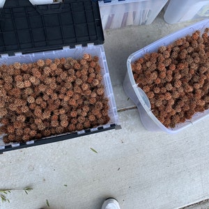 May include: Two clear plastic containers filled with dried brown maple tree seed pods.