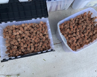 100 Sweetgum Ball Pods, Natural Dried Spiky Balls, Rustic Wedding Decor