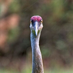 Sandhill Crane Portrait, UW Arboretum, Madison, WI