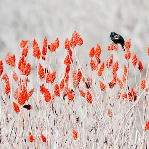 Red winged Blackbird on Sumac Color Fine Art Panorama Photograph