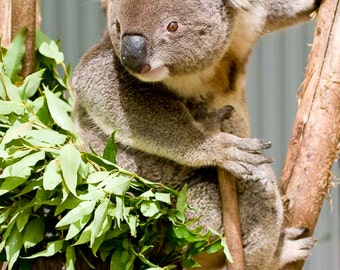 Koala - Australian Marsupial Feeding on Eucalyptus Leaves Color Photograph