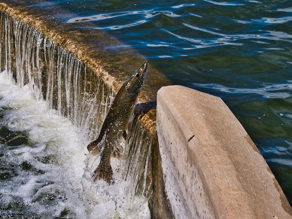 Muskie Jumping Weir into Lake Wingra, Madison,Wisconsin Color Photograph