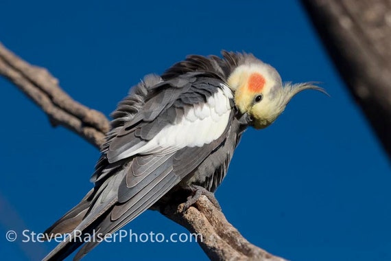 Saddleback cockatiel sales