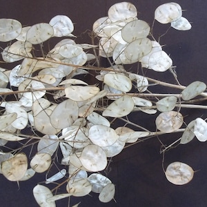 May include: A bunch of dried, white, papery seed pods with brown stems on a black background.