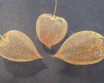 Five Dried Chinese Lantern Seed Pod Skeletons from Physalis Alkekengi Plants, for Crafts and Arrangements