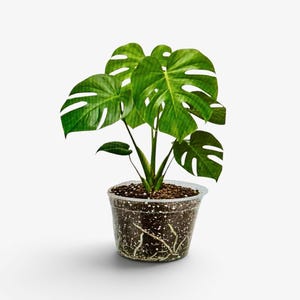 May include: A potted Monstera plant with large, vibrant green leaves featuring distinctive splits and holes. The plant is in a clear plastic pot, showcasing the soil and roots. The plant is a popular houseplant.