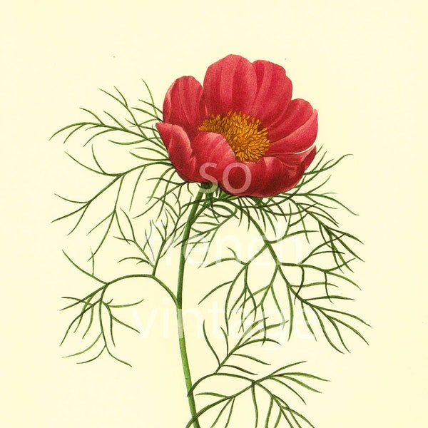 1983 Pivoine à fleurs simples Pierre Joseph Redoute Illustration Grand Format, Planche botanique