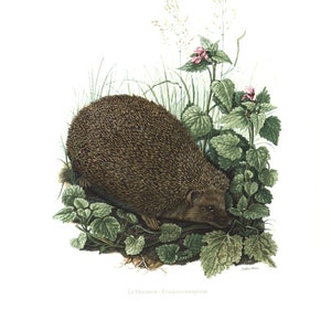Puede incluir: Un erizo marrón con la espalda llena de púas está acurrucado en un lecho de hojas verdes y flores rosas.