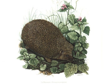 1974 Hedgehog vintage illustration, Hedgehog Art Print, Wild fauna, Erinaceus europaeus, Hedgehog painting
