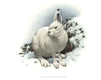 1974 Mountain Hare vintage illustration, Rabbit and hare Art Print, Wild fauna, Lepus timidus, White hare painting