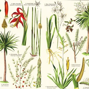 1869 Antique Aloe arborescens Asparagus Sparrow Grass Rushes Dracaena Medicinal Plant Lithograph Orignal Print poster Identication chart image 1