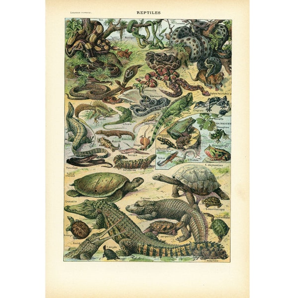 1930 Reptiles, Crocodile, Serpent, Tortue Illustration, Planche Originale Larousse, Decoration murale, Cadeau pour passionné de reptiles