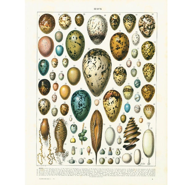 1933 Antique Eggs identification Chart Print, vintage Bird eggs print, Eggs Wall art home decor