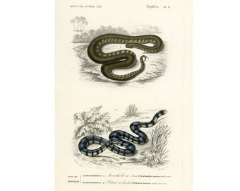 1861 Snake Antique Engraving Original Print Natural History Zoology Reptiles Rattler Cerastes