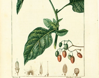 1814 Solanum dulcamara Antique Print Poisonous Plant Natural History Botanical Botany Wall Art framing Home decor