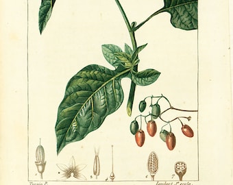 1814 Solanum dulcamara Antique Print Poisonous Plant Natural History Botanical Botany Wall Art framing Home decor