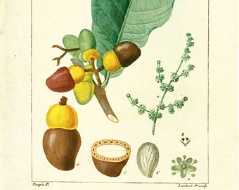 1831 Cashew tree Antique Print Wild Plant Natural History Botanical Botany Wall Art framing Home decor