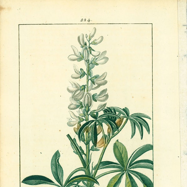 1831 Lupin bleu Planche Botanique Ancienne Flore Médicale Chaumeton Plante Pharmacopée Traditionnelle