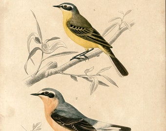 1861 Western yellow Wagtail hand colored Birds, Antique engraving, Original Antique Print Drawing Wall Art home decor