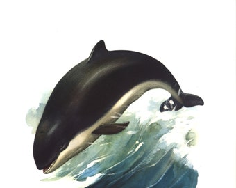 1974 Harbor Porpoise vintage illustration, Animal Art Print, Whales painting