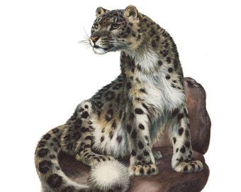 1974 Snow leopard vintage illustration, Tiger Art Print, Wild animal, painting