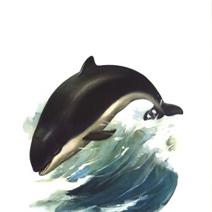 May include: A black and white watercolor painting of a porpoise leaping out of the water. The porpoise is in mid-air, with its mouth open and its flippers extended. The water is a light blue color, and there are white splashes of water around the porpoise.
