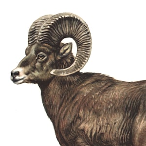 1974 Bighorn Sheep vintage illustration, Deer Art Print, Ruminant Wild animal, Biological illustration Art Nature Zoology painting