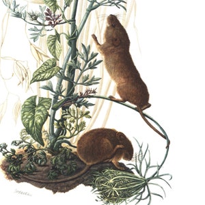 1974 Ratón enano Litografía Animales fauna Historia natural. Biodiversidad.