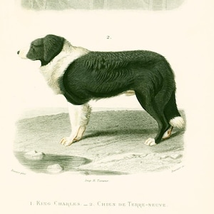 1861 King Charles Spaniel und Neufundländer Hunderasse Original Gravur Orbigny Naturgeschichte Wörterbuch, Lithographie