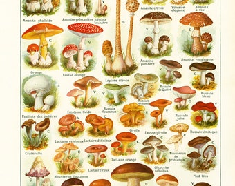 Fungi Identification Chart