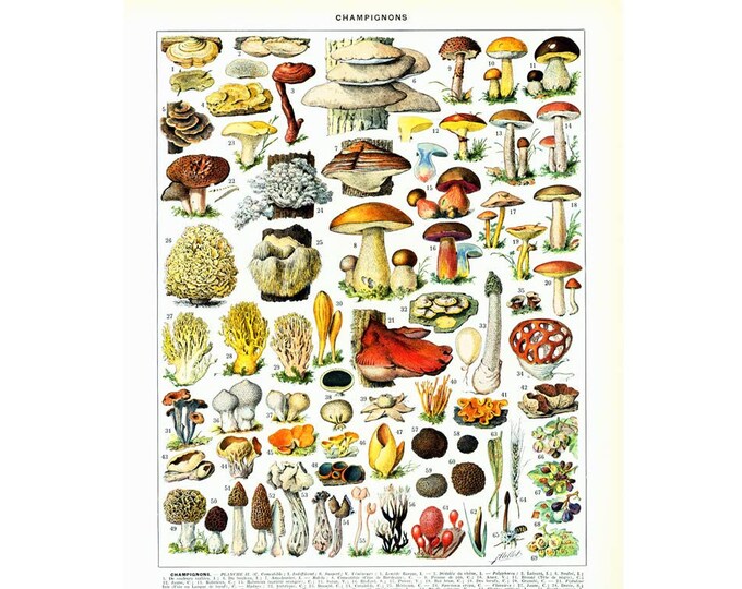 1933 Antique Mushroom identification Chart Print Fungus Wall art home decor vintage Fungi print