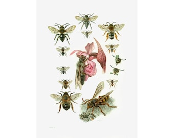 1960 Vintage Bees Print. Apoidae Illustration. Insect. Entomology. Natural History.