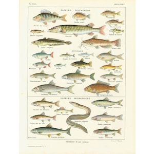 1922 Antique Fish print. Vintage Fish Farming illustration. Antique fish Lithograph. Aquaculture.Larousse Encyclopedia