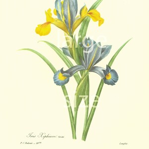 Iris Vintage Flowers LARGE SIZE Redoute Botanical Print Wall Art Home ...