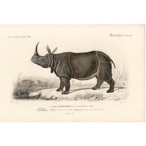 1861 Neushoorn Ch. d&#39;Orbigny, Zeldzame oude gravure, Natuurlijke historie Zoölogie, Afrika, Beschermde Soorten,