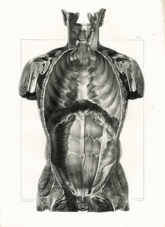 1831 Rysunek Klatka Piersiowa Ludzki Pień Membrana Obojczyka Most Mięśni Tablica Anatomiczne Boskovski Plakat Medycyna