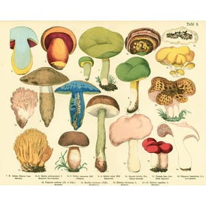 1885 Colección de micología de identificación de placas antiguas de Bolete Hydne Clavaire de hongos.