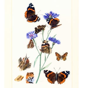 1960 Papillon Vulcain Amiral carte Géographique. Chenille. Vanessa atalanta. Insectes. Lepidoptères. Planche Entomologie.