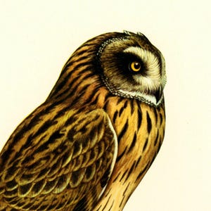 1969 Short-eared owl Asio flammeus bird prints Vintage illustration Ornithology Nature Wall art Home Decor image 3